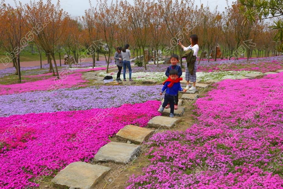 南通绿博园迎来客流高潮 (3).jpg