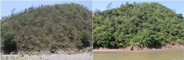 比熊猫还濒危的绿孔雀，正在被水电站毁灭