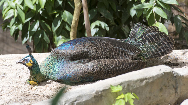 比熊猫还濒危的绿孔雀，正在被水电站毁灭