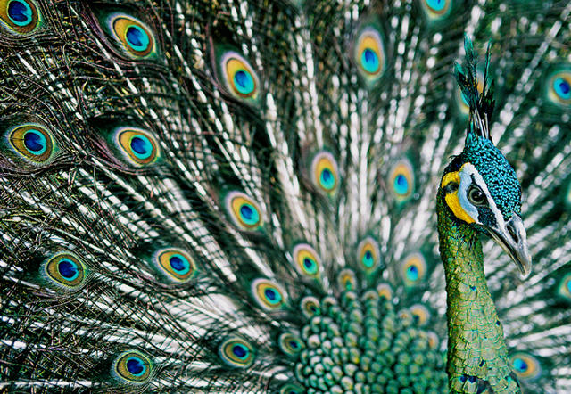 比熊猫还濒危的绿孔雀，正在被水电站毁灭