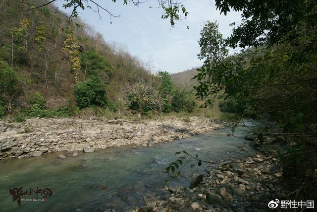 比熊猫还濒危的绿孔雀，正在被水电站毁灭