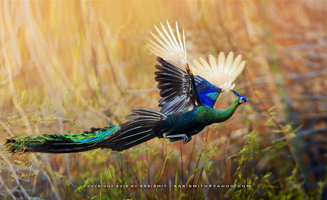 比熊猫还濒危的绿孔雀，正在被水电站毁灭