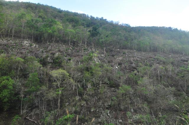 比熊猫还濒危的绿孔雀，正在被水电站毁灭