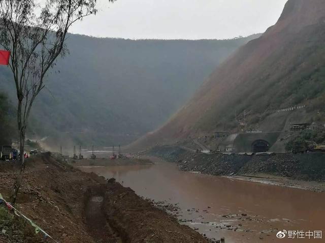 比熊猫还濒危的绿孔雀，正在被水电站毁灭