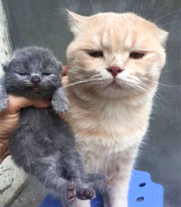 澎湃联播｜漫漫寻亲路，还需要多少苦等、巧合和误会