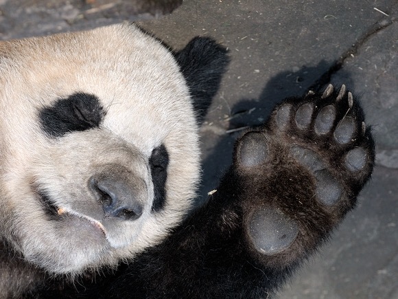 【菠萝科学奖】生物医学奖：为了吃竹子，熊猫们到底经历了啥？