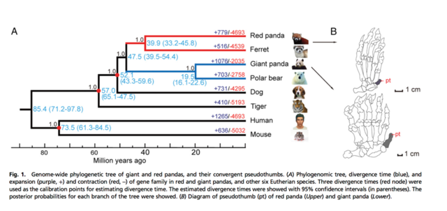 【菠萝科学奖】生物医学奖：为了吃竹子，熊猫们到底经历了啥？