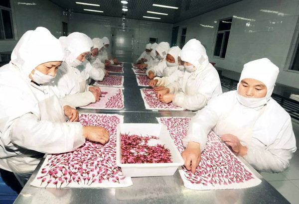 扬州樱花卖到日本：做成糕点等，从种植到加工都按日本标准