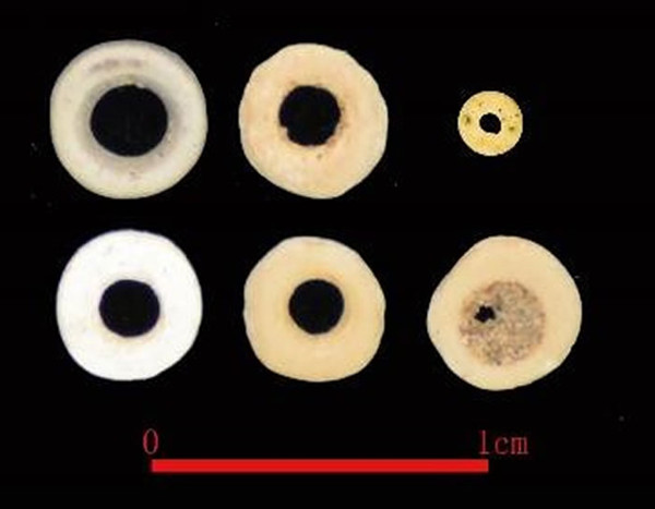 海昏侯考古领队杨军：年度十大考古发现是考古学界的风向标