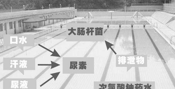 又到了“喝尿”季节！一个泳池含尿140瓶，你还敢去游泳吗