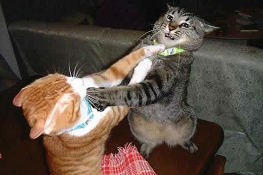 澎湃联播|别像易到一样去战斗，也别像乐视一样当“爸爸”