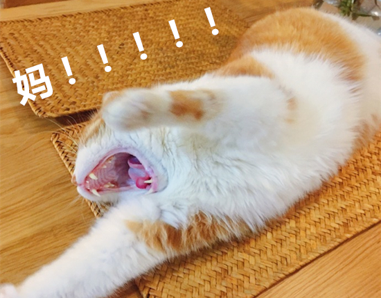 澎湃联播|别像易到一样去战斗，也别像乐视一样当“爸爸”