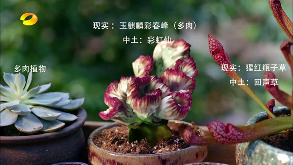 《择天记》：逆天改命，不如惜时读书