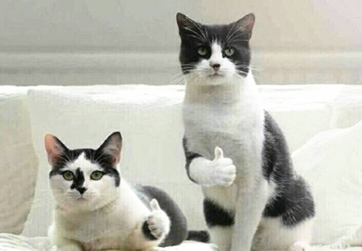 澎湃联播｜苹果PK微信，在我地盘这儿你就得听我der