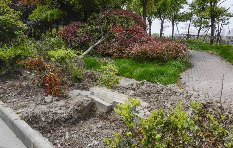 植绿不能毁绿  绿化改造应有度 (2).jpg