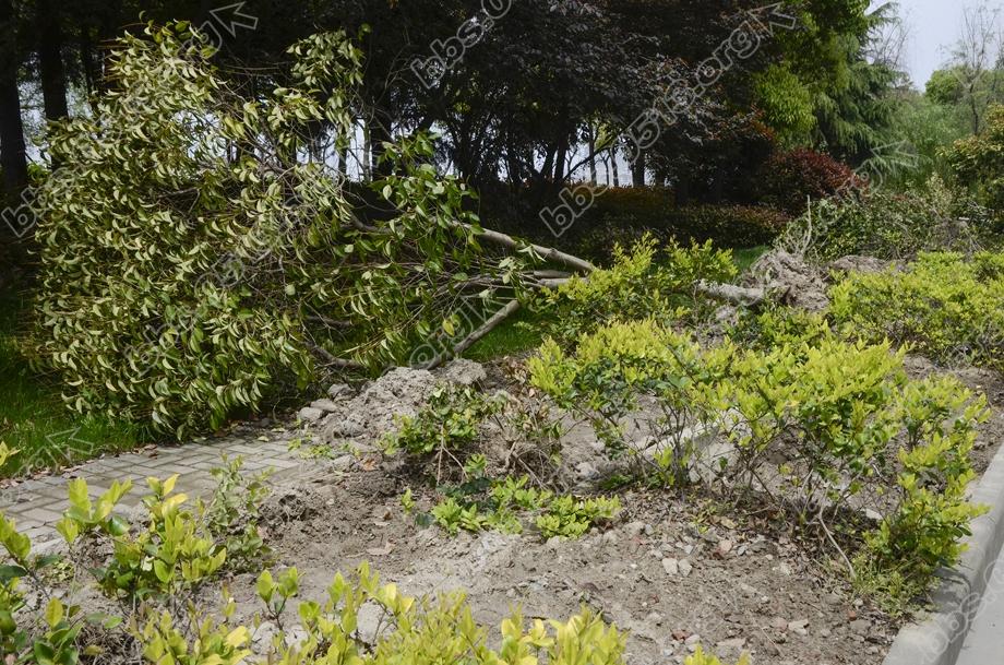 植绿不能毁绿  绿化改造应有度 (3).jpg