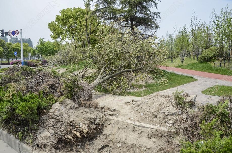 植绿不能毁绿  绿化改造应有度 (4).jpg