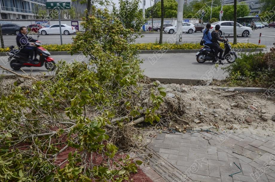 植绿不能毁绿  绿化改造应有度 (5).jpg