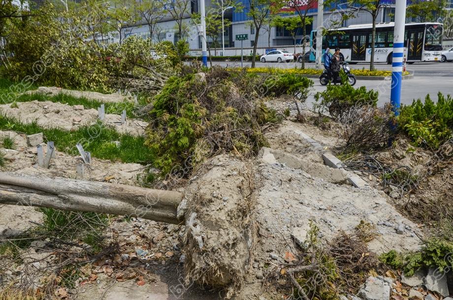 植绿不能毁绿  绿化改造应有度 (7).jpg