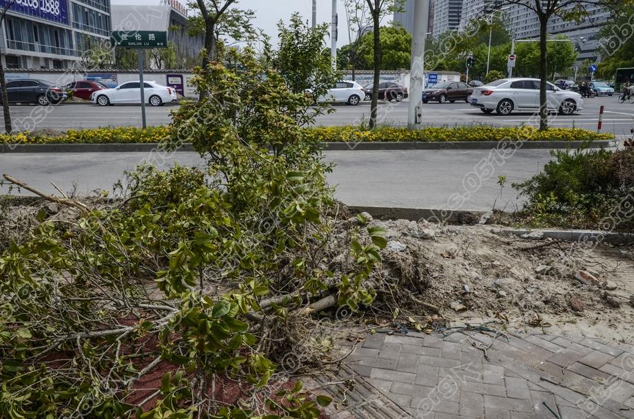 植绿不能毁绿  绿化改造应有度 (6).jpg