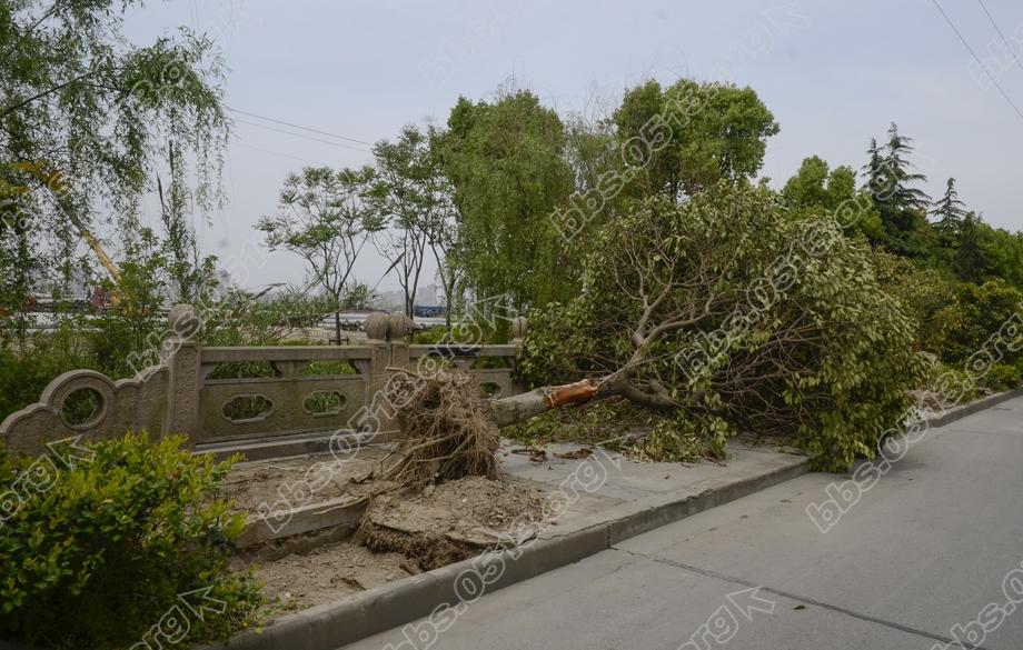 植绿不能毁绿  绿化改造应有度 (8).jpg