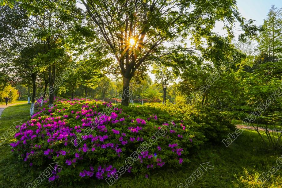 南通 暮春处处杜鹃红 (1).jpg