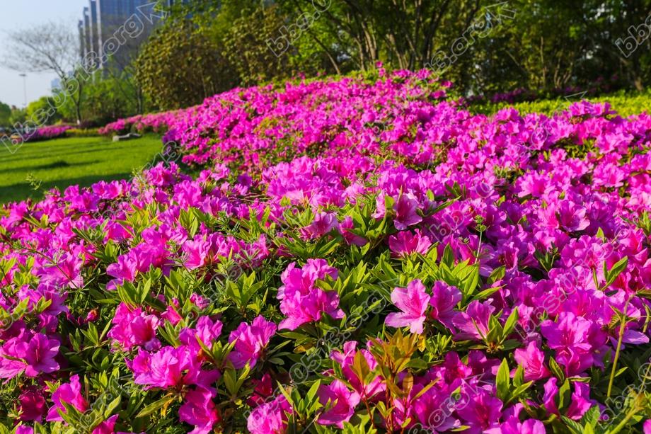 南通 暮春处处杜鹃红 (3).jpg