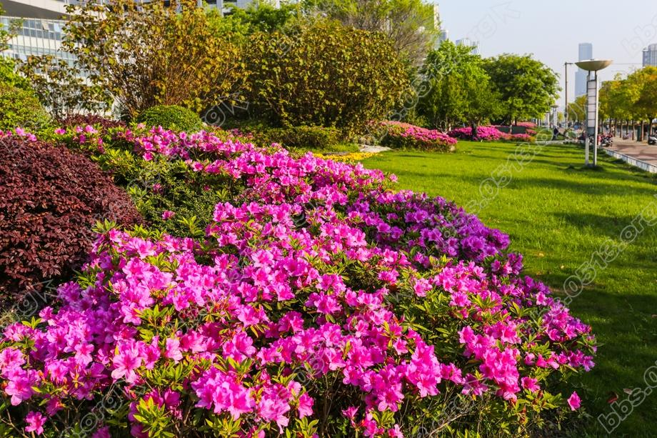 南通 暮春处处杜鹃红 (5).jpg