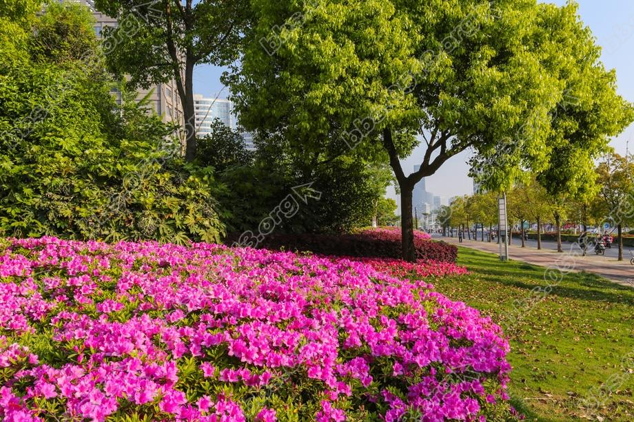 南通 暮春处处杜鹃红 (6).jpg