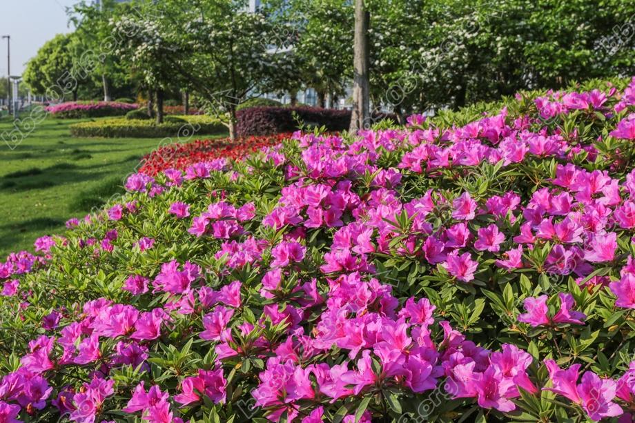 南通 暮春处处杜鹃红 (7).jpg