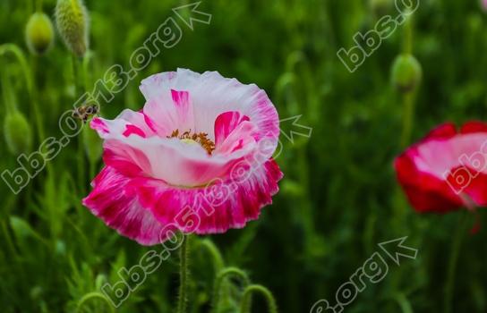 南通虞美人花海进入盛花期  娇艳欲滴醉人   钱伟章摄 (2).jpg