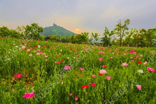 南通虞美人花海进入盛花期  娇艳欲滴醉人   钱伟章摄 (1).jpg