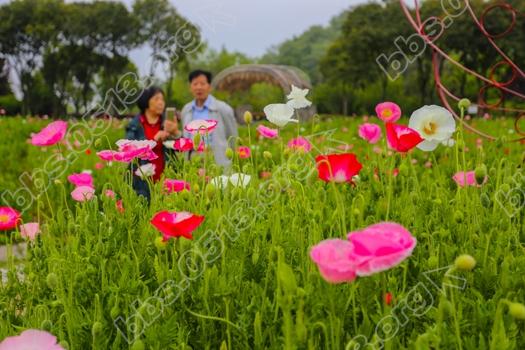 南通虞美人花海进入盛花期  娇艳欲滴醉人   钱伟章摄 (3).jpg