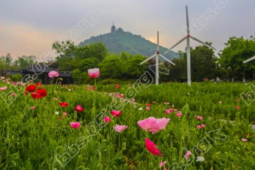 南通虞美人花海进入盛花期  娇艳欲滴醉人   钱伟章摄 (4).jpg