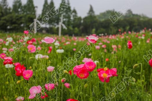 南通虞美人花海进入盛花期  娇艳欲滴醉人   钱伟章摄 (5).jpg