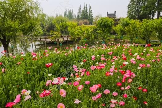 南通虞美人花海进入盛花期  娇艳欲滴醉人   钱伟章摄 (6).jpg