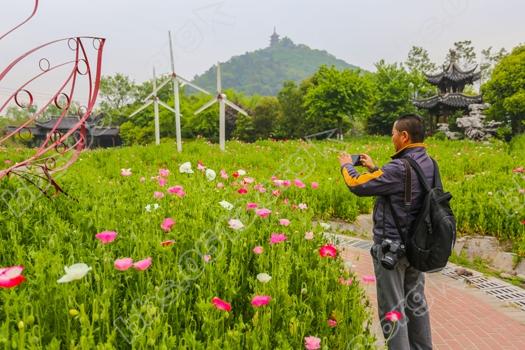 南通虞美人花海进入盛花期  娇艳欲滴醉人   钱伟章摄 (7).jpg