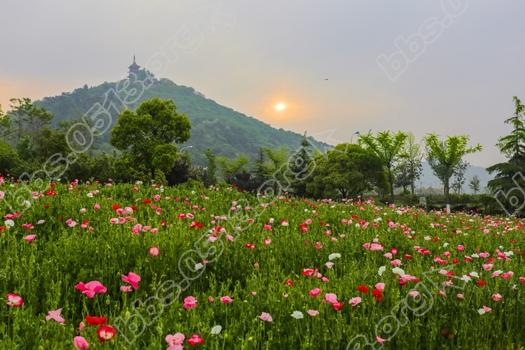 南通虞美人花海进入盛花期  娇艳欲滴醉人   钱伟章摄 (8).jpg