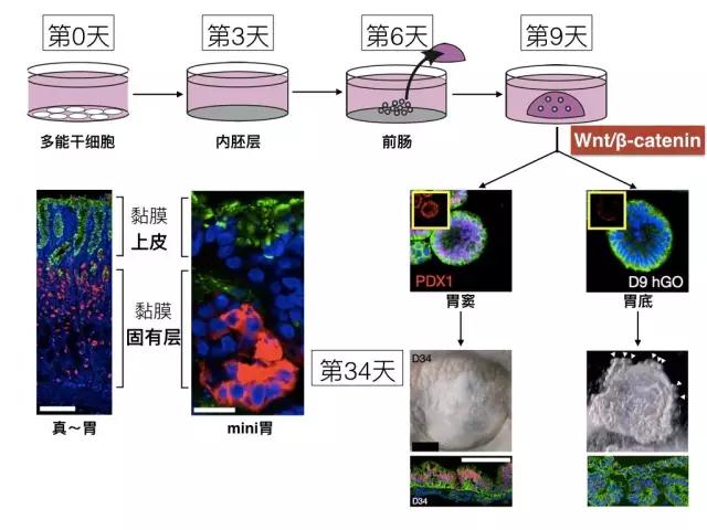 我们打算在实验室里造个……胃！