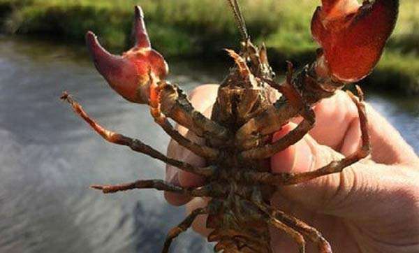 丹麦喊你吃生蚝，但生蚝不是想挖就能挖的