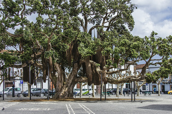 亚速尔群岛，被遗忘的亚特兰蒂斯