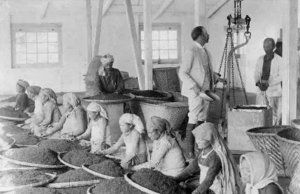 被一片叶子改变的世界史：中国红茶的兴与衰