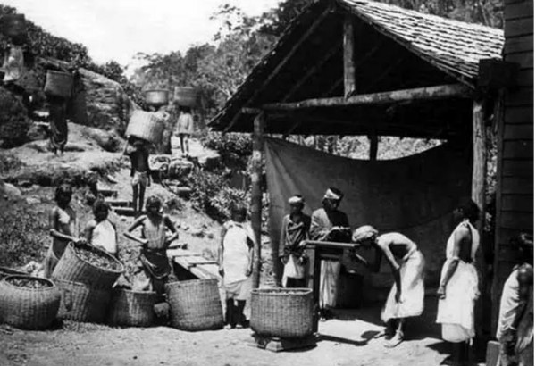 被一片叶子改变的世界史：中国红茶的兴与衰