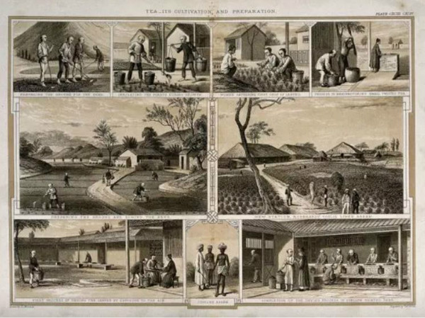 被一片叶子改变的世界史：中国红茶的兴与衰