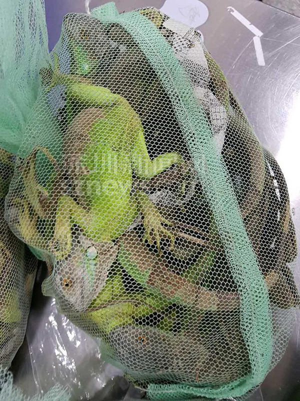只为赚200元，一香港女子背120只活体蜥蜴入境深圳海关