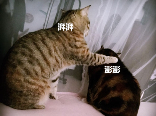 澎湃联播｜听说你要横扫武林？我们稿子也不写了就看你装x