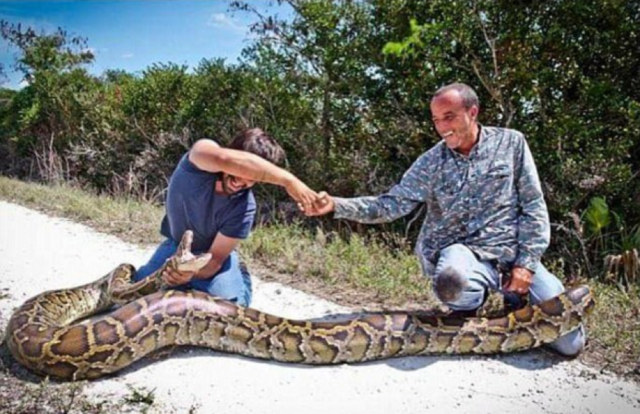 既是天堂也是地狱: “大面积感染”入侵生物的佛罗里达州