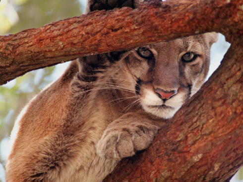 既是天堂也是地狱: “大面积感染”入侵生物的佛罗里达州