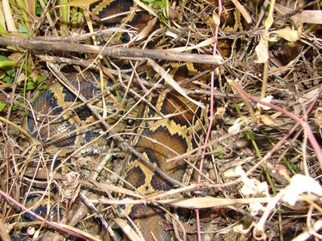 既是天堂也是地狱: “大面积感染”入侵生物的佛罗里达州