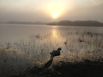 既是天堂也是地狱: “大面积感染”入侵生物的佛罗里达州